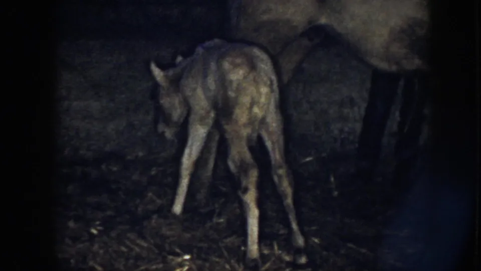 The young colt leans down on unsteady legs near the adult horse, recorded in grainy color 8mm inside a dim Nebraska barn.