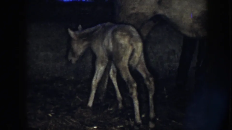 The tan foal takes an awkward step beside the adult horse, with straw underfoot and the dim, high-contrast look of 1950s 8mm film.