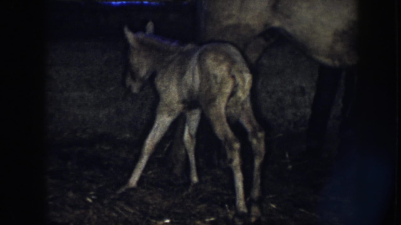 Newborn brown colt bends forward on unsteady legs near its mother in a dark barn.