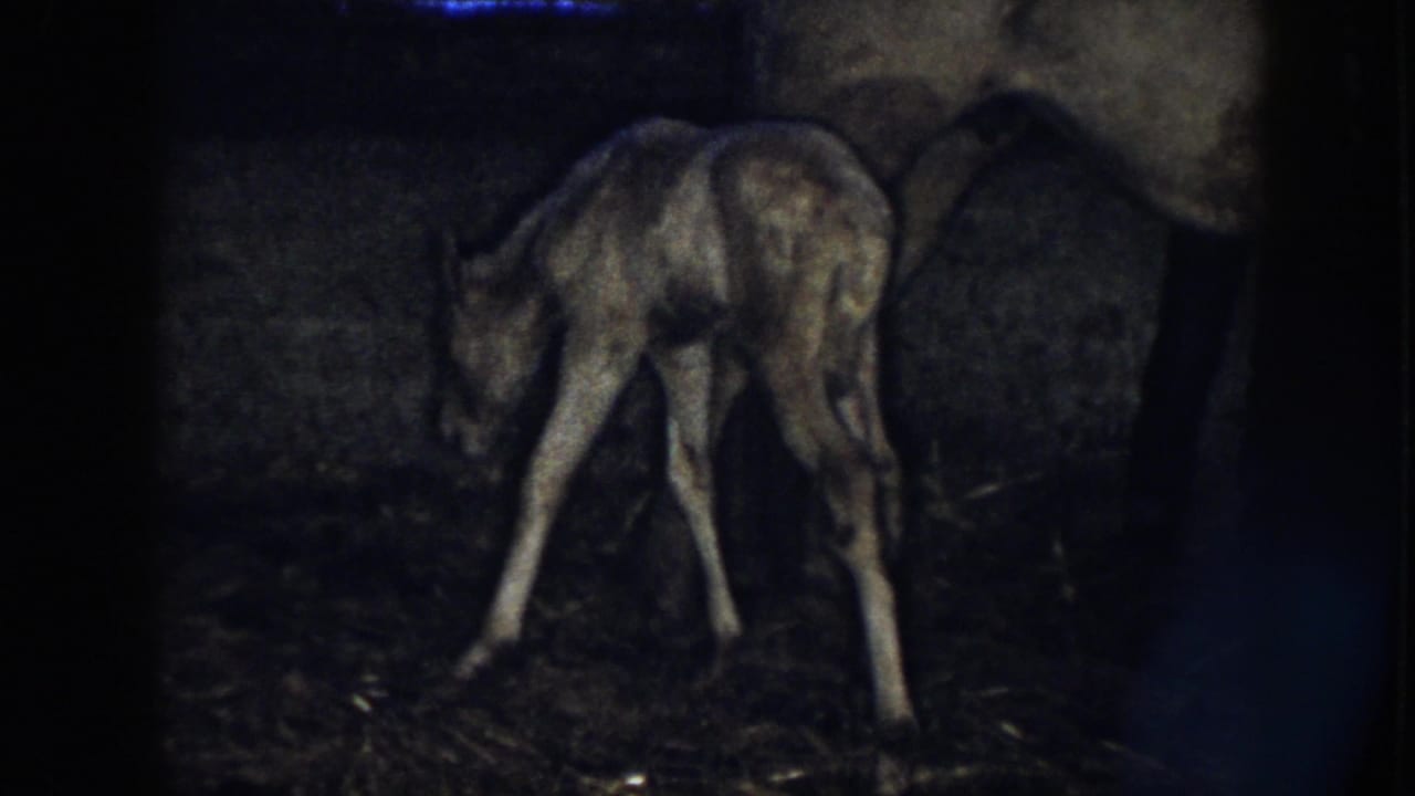 Newborn colt stands low to the ground with legs spread beneath the mother horse.
