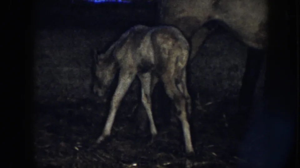 1958 Nebraska 8mm frame of the colt bracing itself with splayed legs under the shadowed form of its mother.