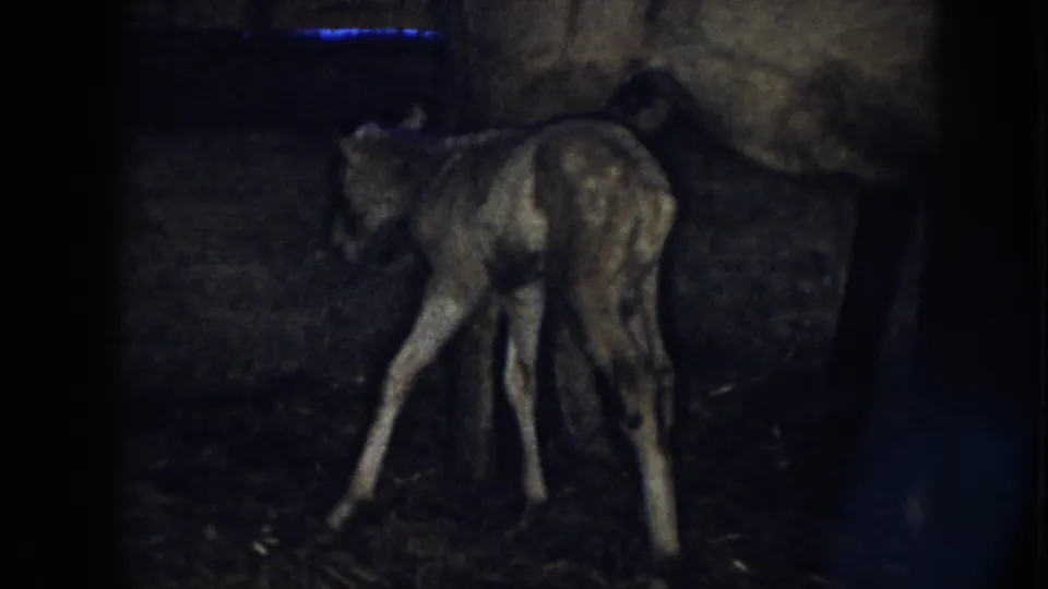 1958 Nebraska home-movie frame showing the young colt shifting its weight beside the larger horse in a shadowed barn.