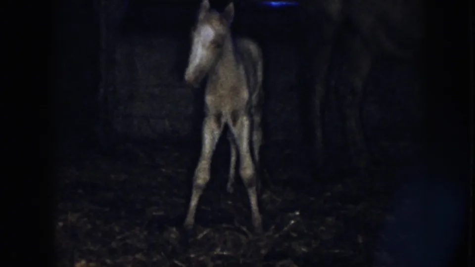 1958 Nebraska 8mm frame with the newborn colt facing forward, legs spread for balance in the dim barn interior.
