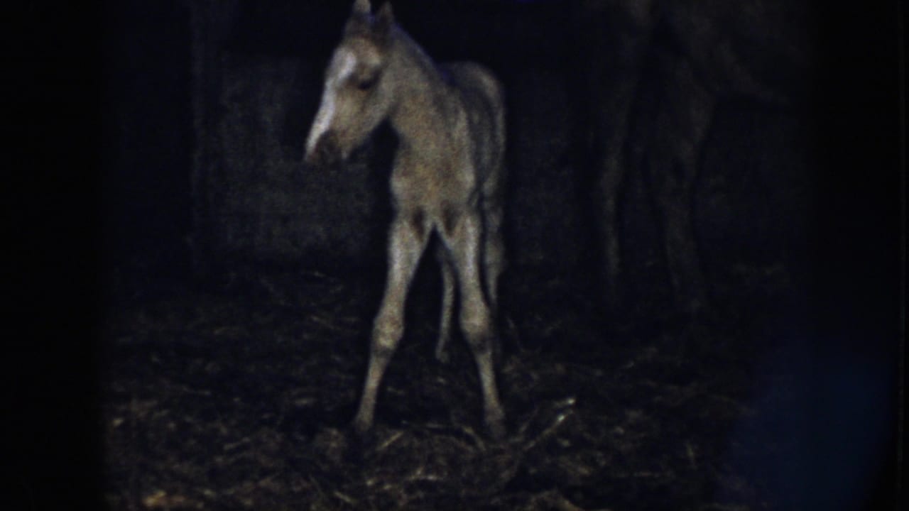 Light-colored newborn foal stands unsteadily on straw in a dark barn.