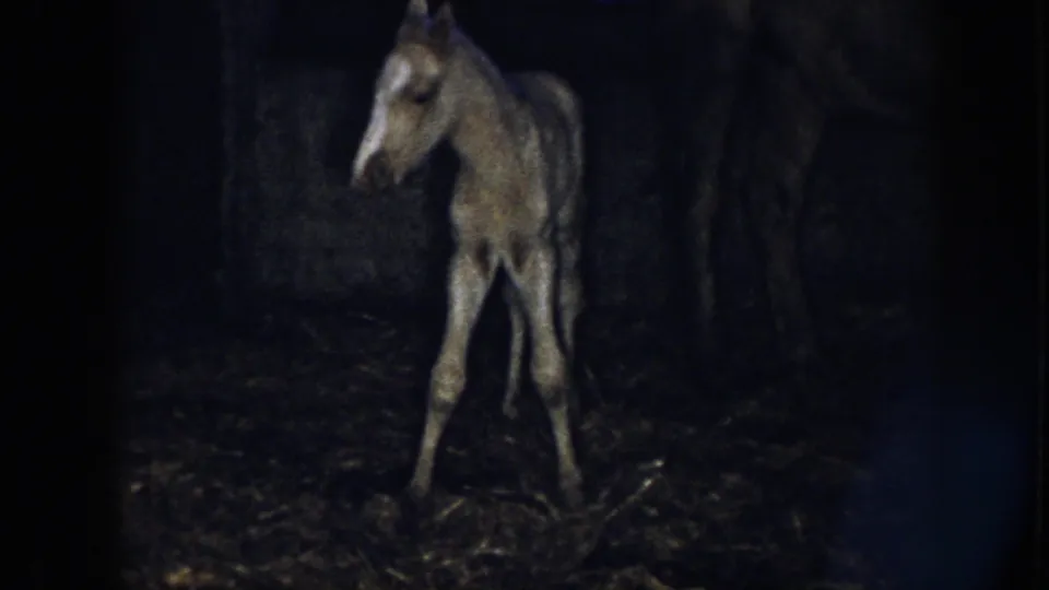 In 1958 Nebraska home-movie footage, a newborn foal stands on thin legs inside a dim barn with straw underfoot.