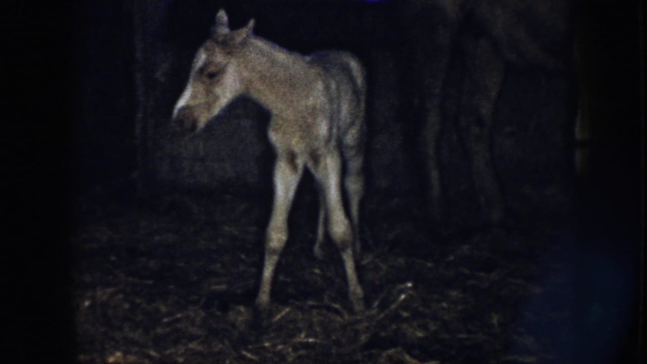 Foal turns its head while standing on wobbly legs in the barn.