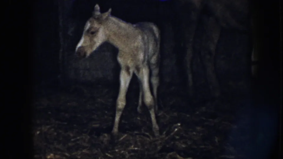 The light-coated foal turns its head in a dim Nebraska barn, with dark stable shadows and straw visible around its feet.