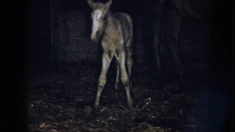 A newborn foal faces the handheld camera in a dark barn, its legs spread as it tries to remain upright.