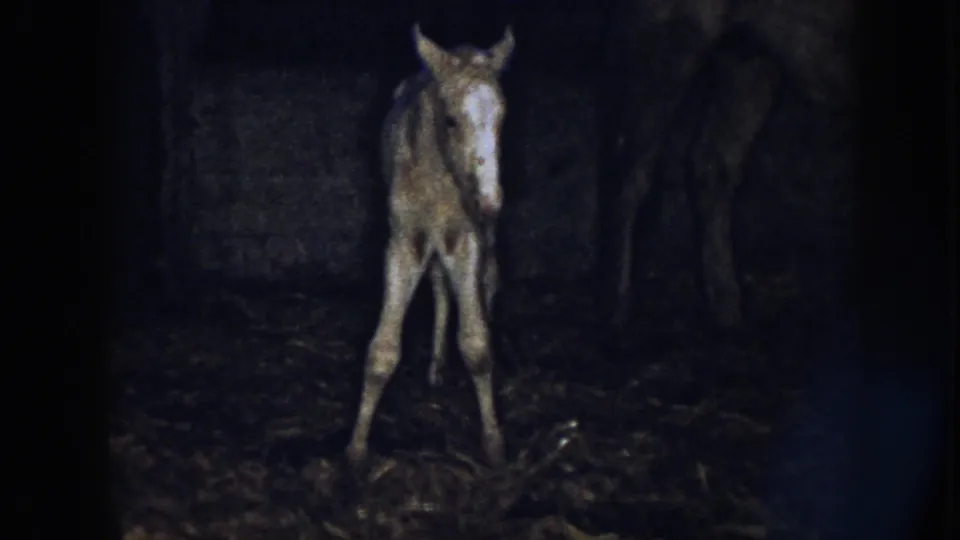 The foal stands front-facing in the dim barn, with a darker adult horse form nearby and straw visible at its feet.