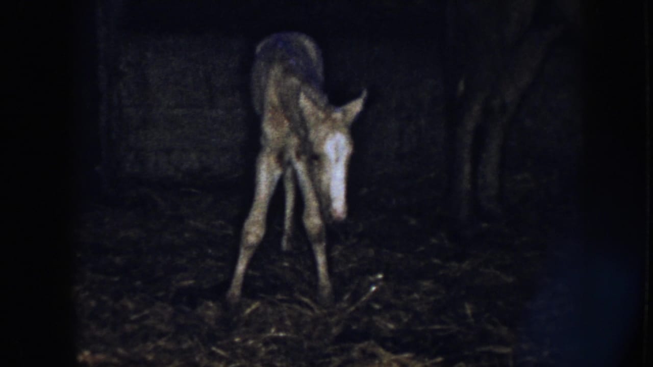 In 1958 Nebraska home-movie footage, a newborn foal with a white facial marking stands on wobbly legs in a dim barn.
