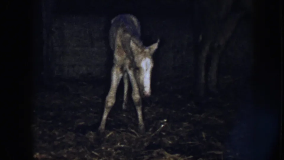 In 1958 Nebraska home-movie footage, a newborn foal with a white facial marking stands on wobbly legs in a dim barn.