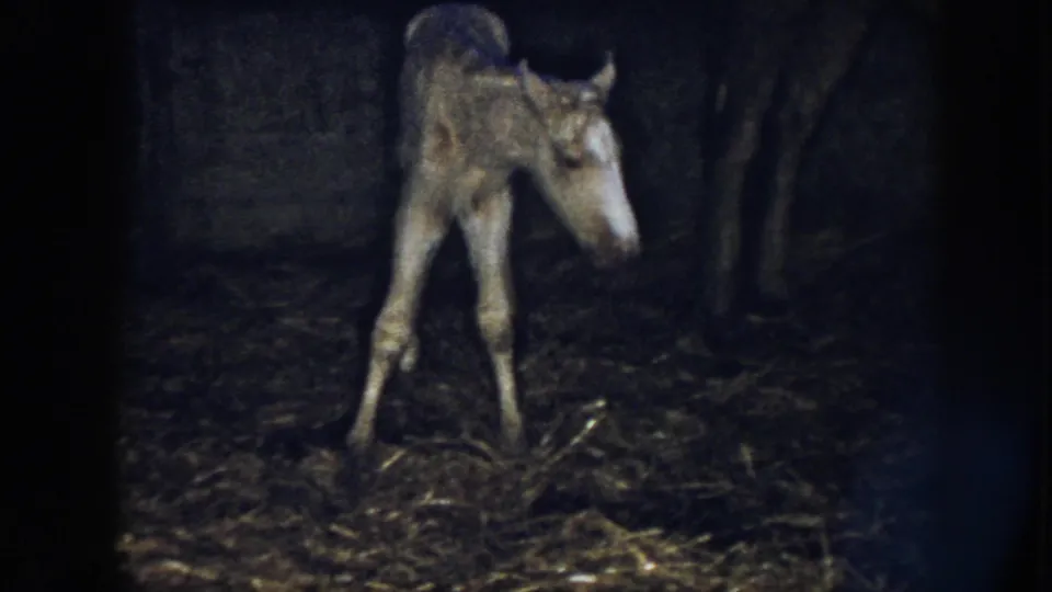 A newborn foal stands with its legs spread for balance on a straw-covered barn floor in 1958 Nebraska footage.