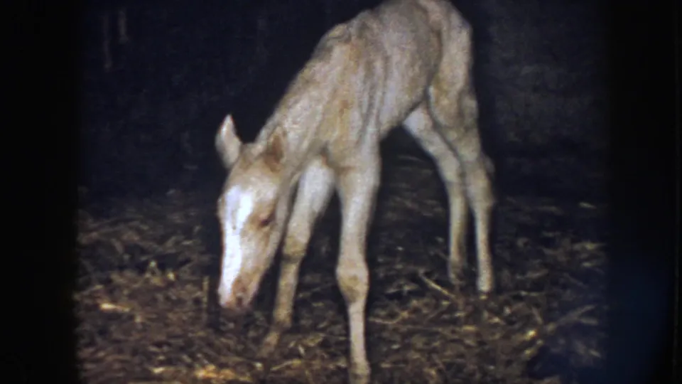 The newborn foal bends forward in a close 8mm view, its pale coat and white face visible against the dark barn interior.