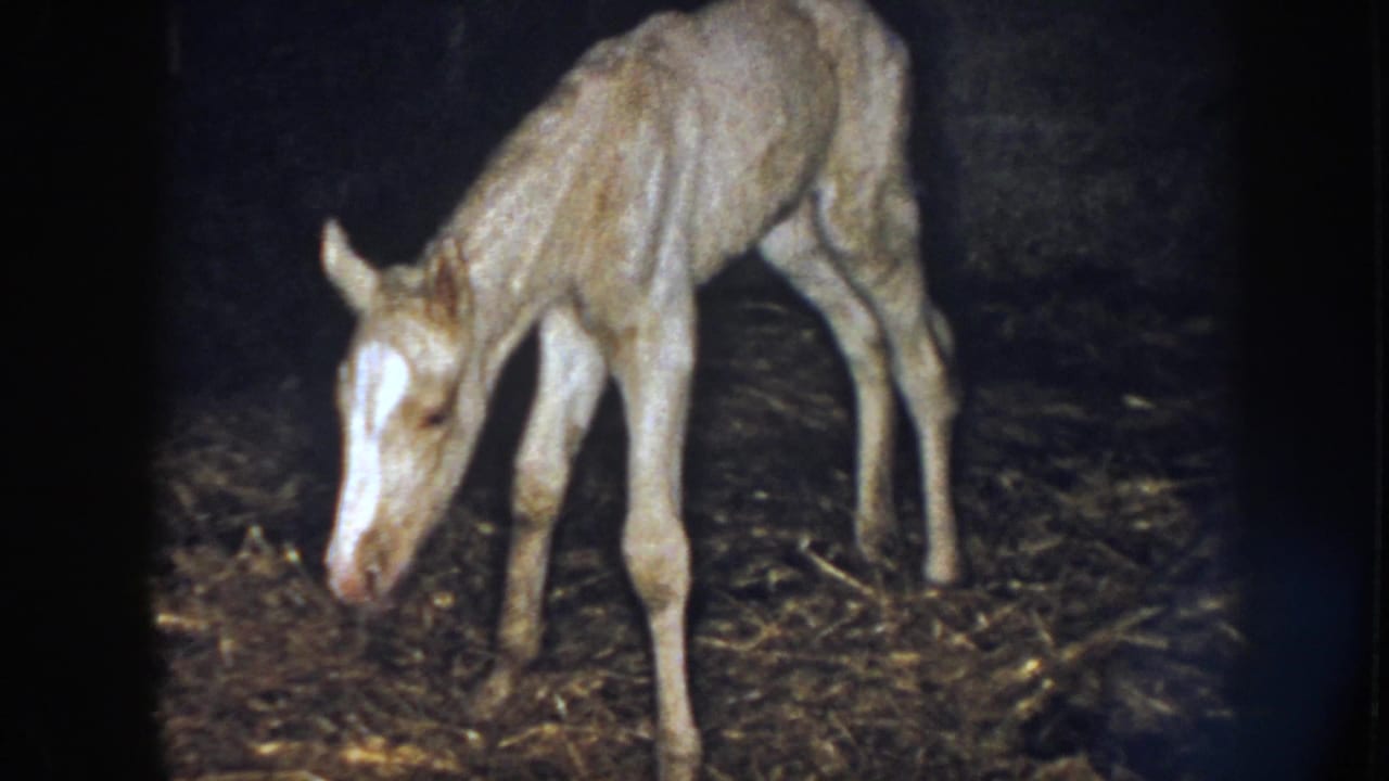 Light brown foal bends its head toward hay on a dark barn floor.