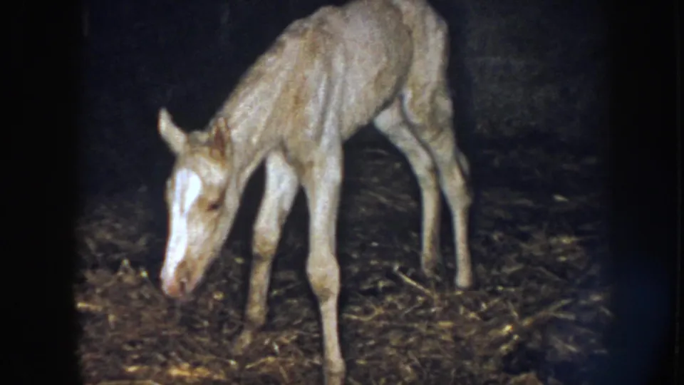 In Nebraska 1958 home-movie footage, a light brown foal stands on thin legs and lowers its head toward hay in a dim barn.