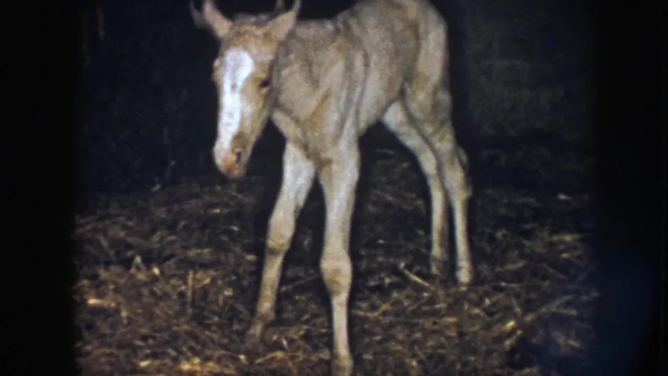 In Nebraska 1958 8mm footage, a light-colored foal faces the camera while standing unsteadily inside a dark barn.