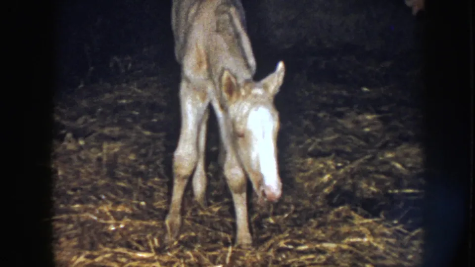 The Nebraska 1958 home-movie frame shows the foal facing forward, its narrow legs planted on the hay-strewn barn floor.