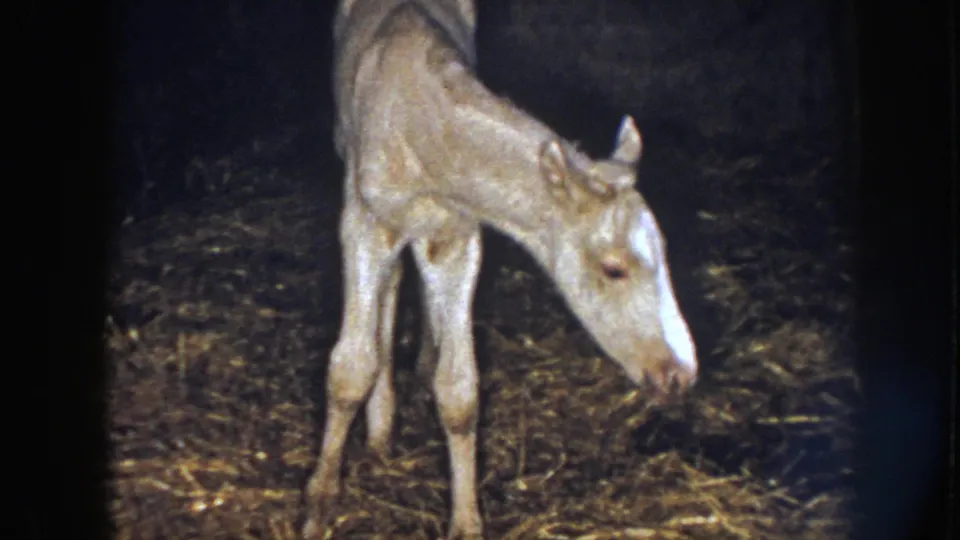 In Nebraska 1958 8mm footage, the foal turns its head to the side and lowers its muzzle near the hay-covered floor.