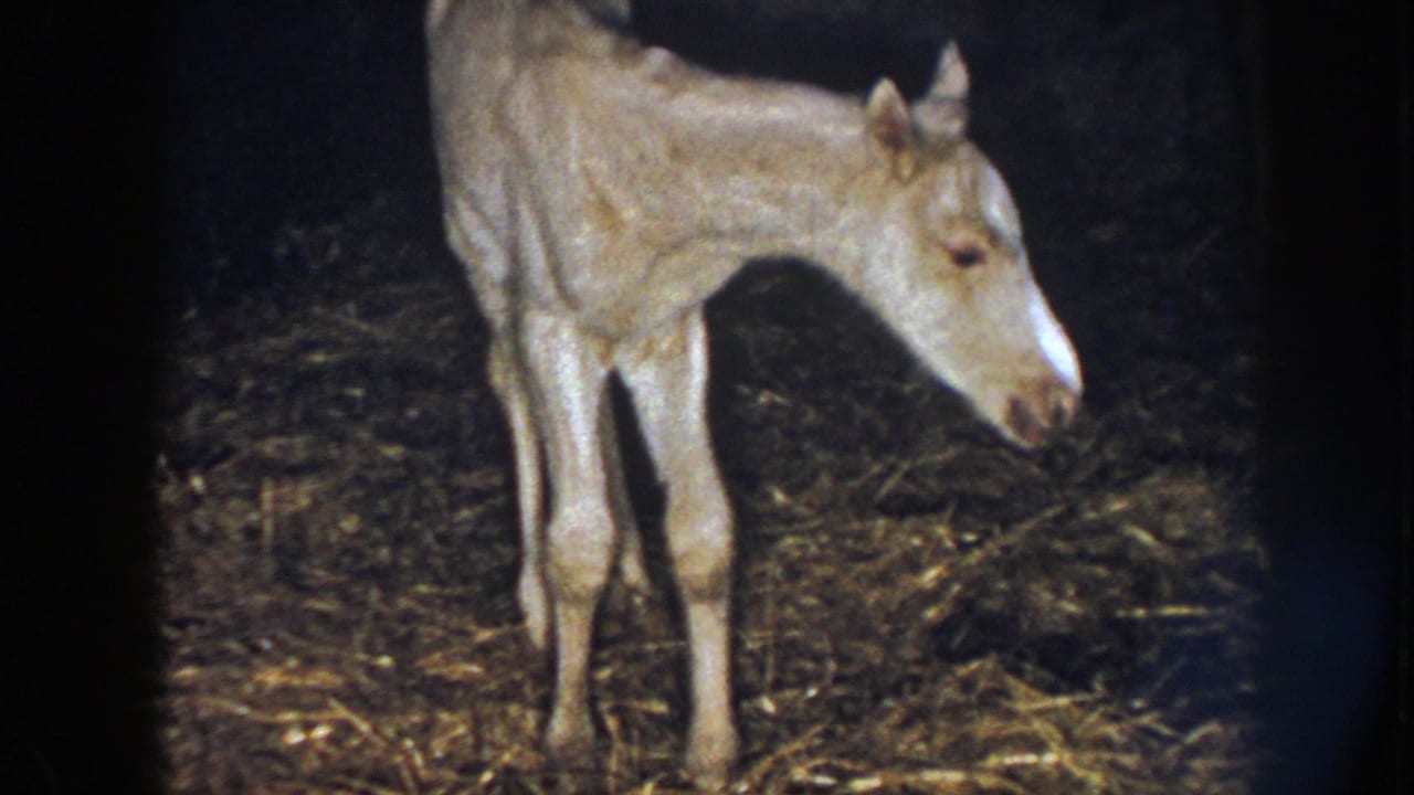 1958 Nebraska 8mm frame of a pale newborn foal standing on thin legs over hay inside a dim barn.