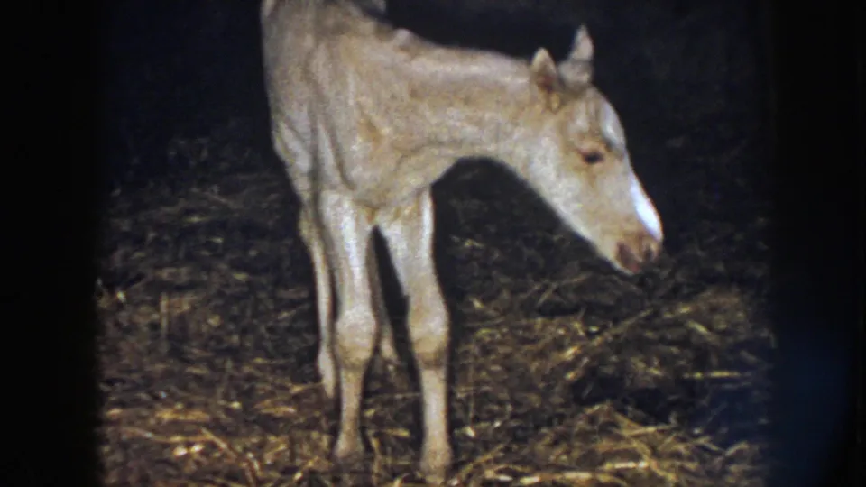 1958 Nebraska 8mm frame of a pale newborn foal standing on thin legs over hay inside a dim barn.