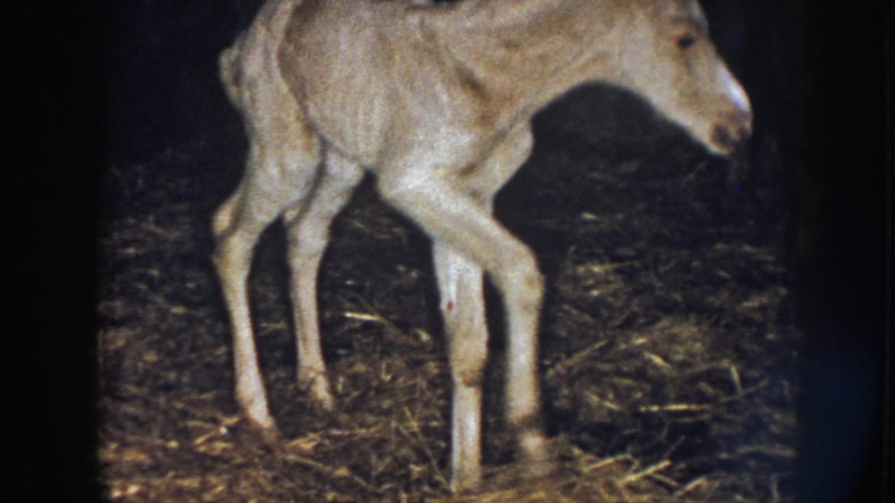 1958 Nebraska home-movie frame showing a pale foal mid-step on straw-covered barn flooring.
