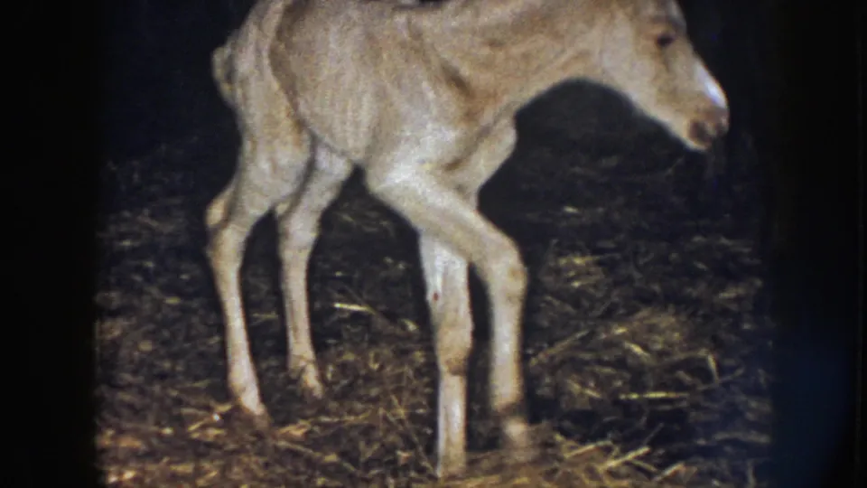 1958 Nebraska home-movie frame showing a pale foal mid-step on straw-covered barn flooring.