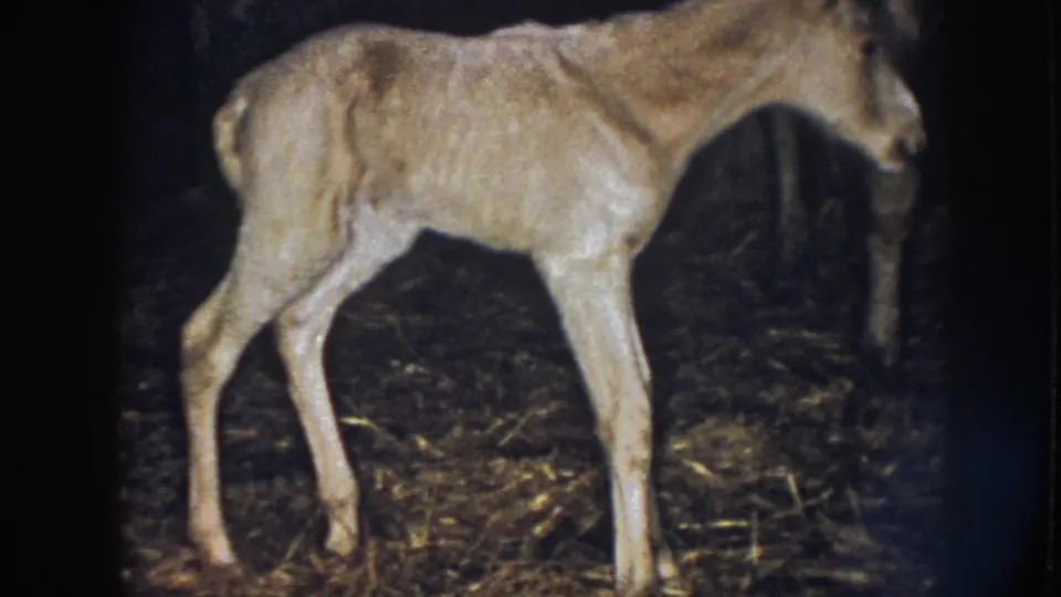 1958 Nebraska 8mm frame of a newborn foal walking across hay, with a partial adult horse shape in the dim barn background.