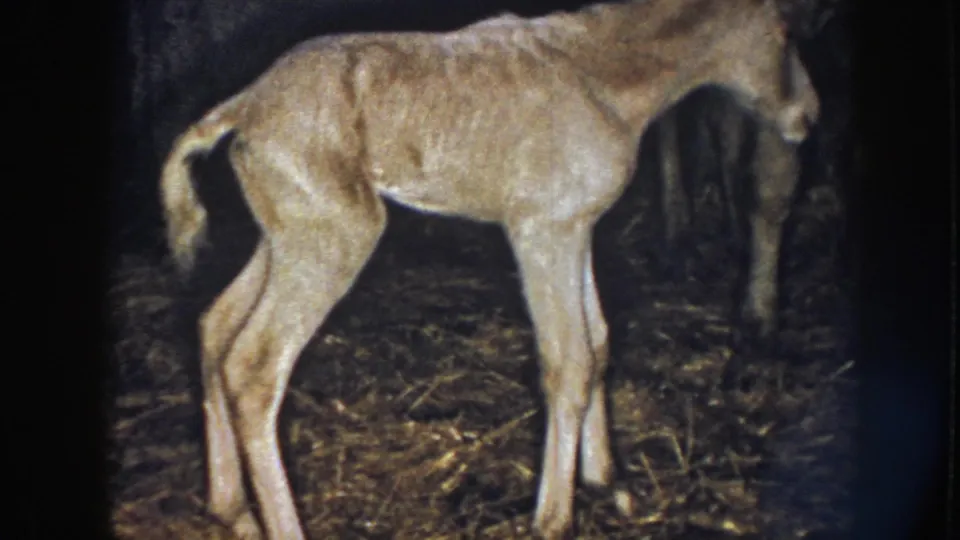 1958 Nebraska frame of a pale foal seen side-on in a dim barn, standing unevenly on straw-covered flooring.