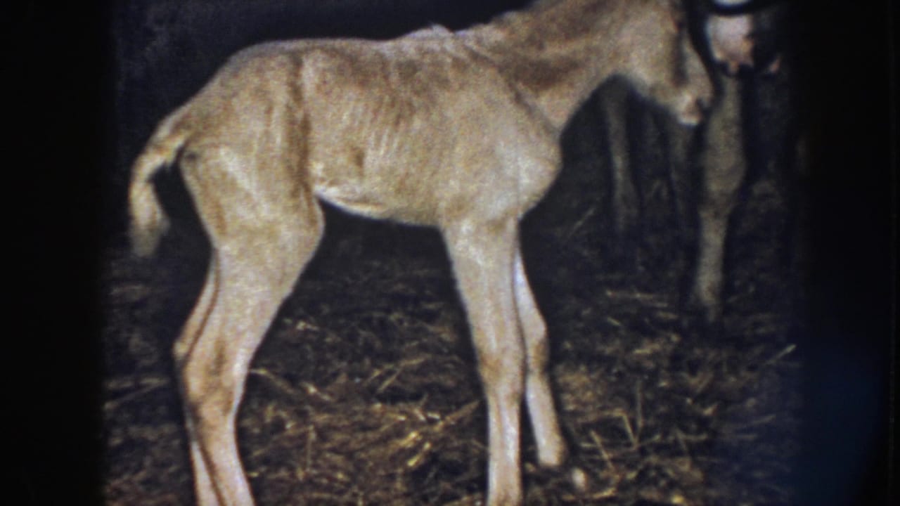 1958 Nebraska 8mm frame showing a light tan foal standing unsteadily on straw near an adult horse in a dim barn.