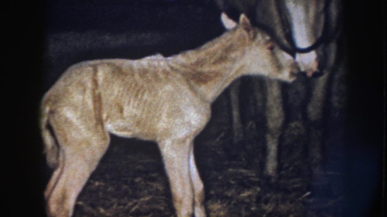 1958 Nebraska 8mm frame of a foal in profile near the muzzle and legs of an adult horse in a shadowed barn stall.