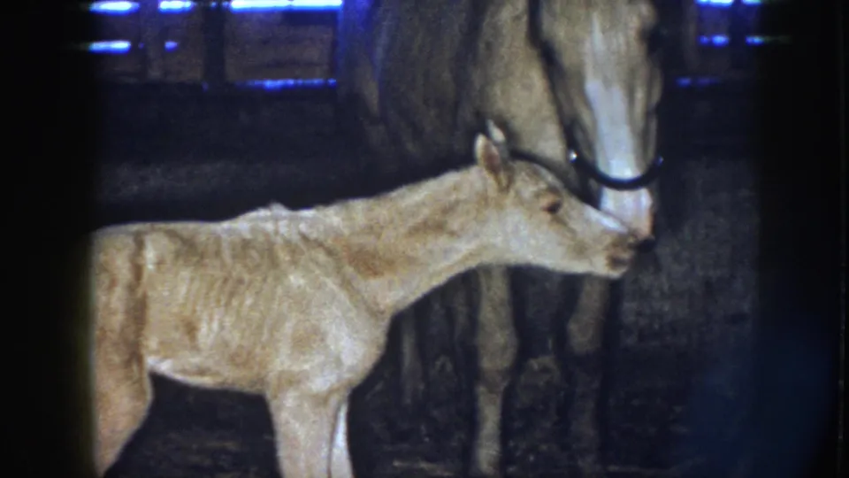 1958 Nebraska 8mm frame showing the foal reaching toward the adult horse's muzzle under dim barn light.