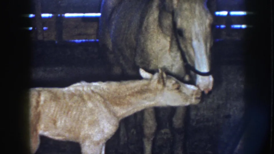 1958 Nebraska 8mm frame of a foal touching noses with an adult horse in a dark barn with straw underfoot.