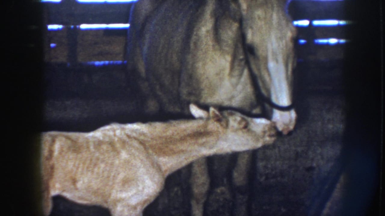 Palomino mare lowers her head toward a thin foal in a dim barn stall.