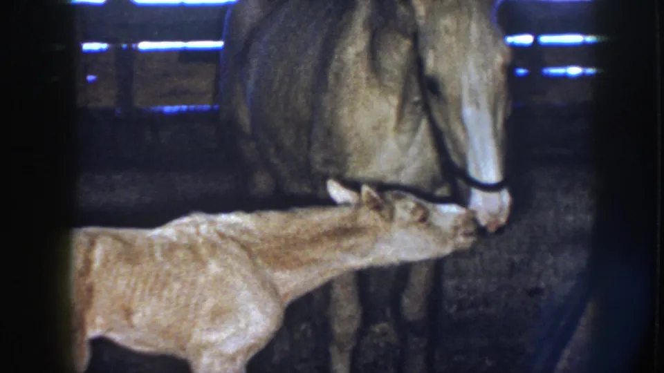 In 1958 Nebraska 8mm footage, a palomino mare stands over a thin foal nuzzling near her muzzle in a shadowed barn stall.