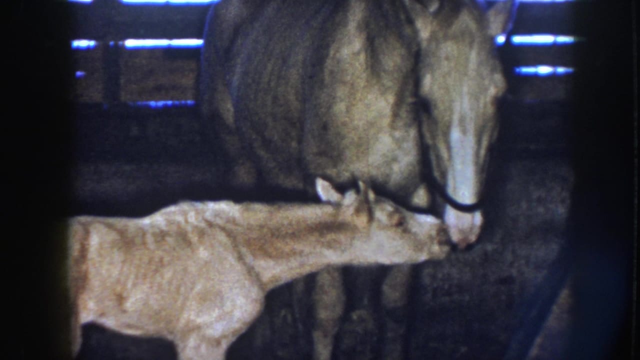 A scrawny foal reaches toward the palomino mare's muzzle in a dim Nebraska barn stall, recorded on 8mm film.