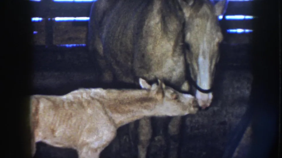 A scrawny foal reaches toward the palomino mare's muzzle in a dim Nebraska barn stall, recorded on 8mm film.