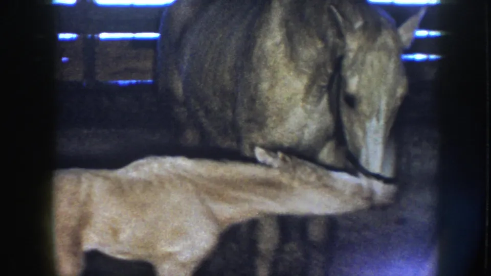 The palomino mare stands close above the foal in a dark stall, with the foal's head near her muzzle in 1958 Nebraska footage.