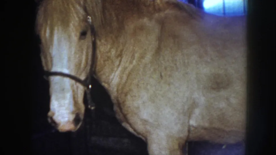 The palomino mare turns toward the camera inside the barn stall, her light face and bridle visible against the dark background.