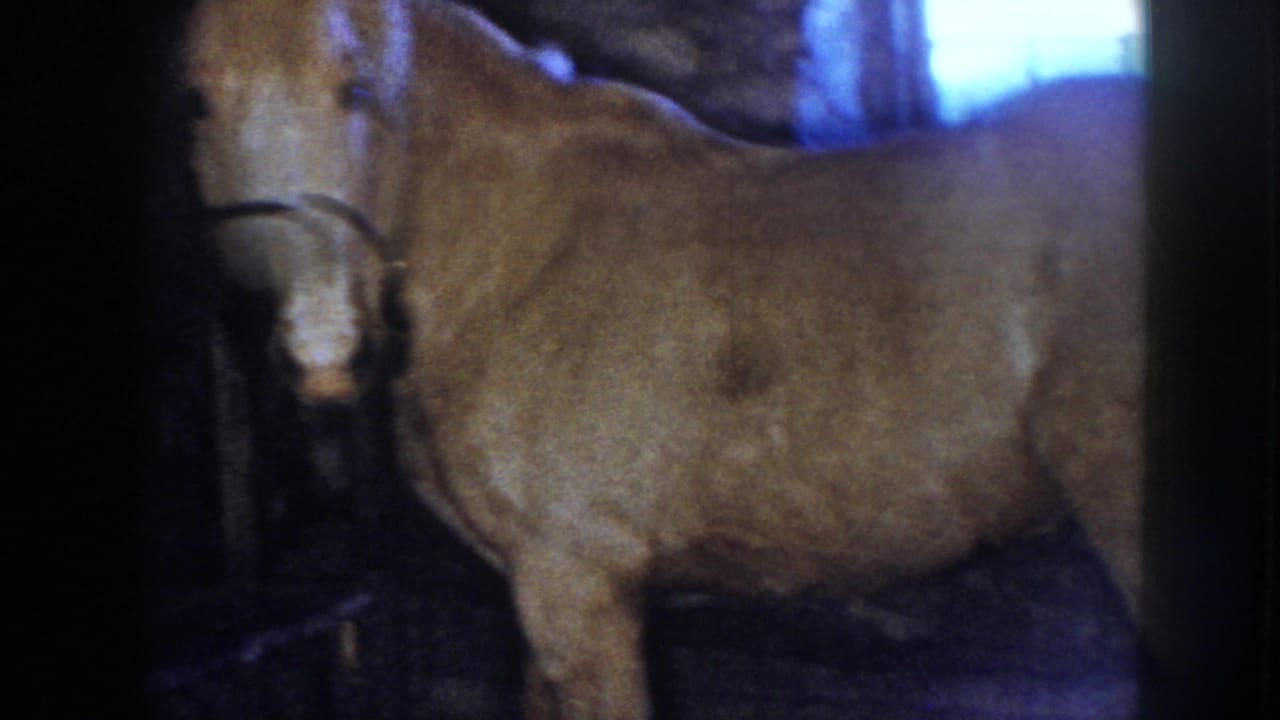 1958 Nebraska 8mm frame showing a light-colored horse in a halter standing quietly inside a dark wooden barn.