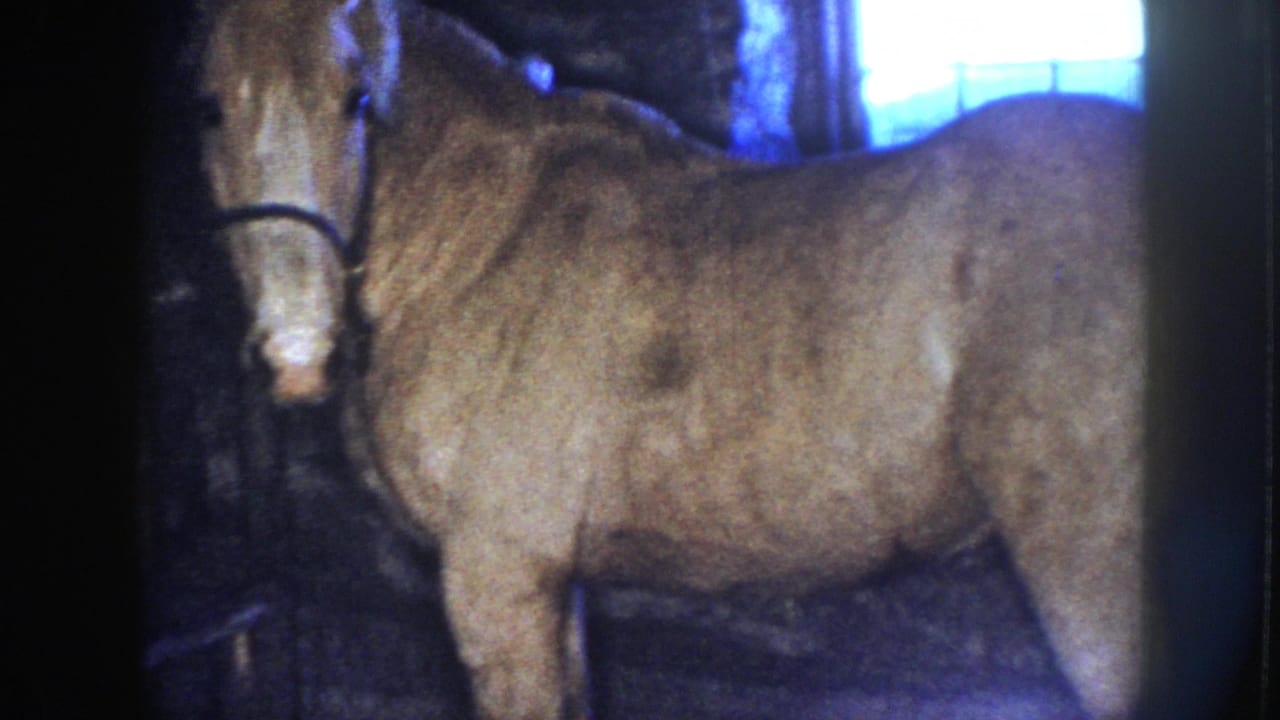1958 Nebraska home-movie frame of a calm haltered horse beside a bright barn window and dark timber interior.