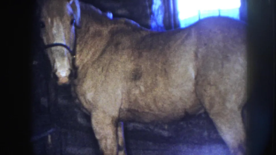 1958 Nebraska frame showing the horse side-on in the barn, with its halter visible and cool daylight behind it.