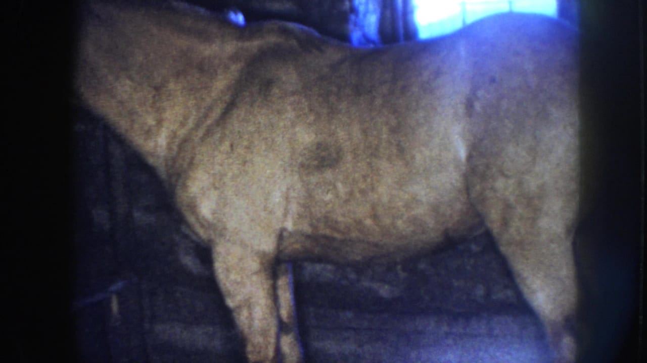 Horse standing in a dim stable stall on grainy 8mm film.