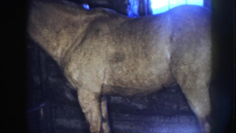A horse stands inside a dark stable stall in archival 8mm footage from the Nebraska 1958 clip.