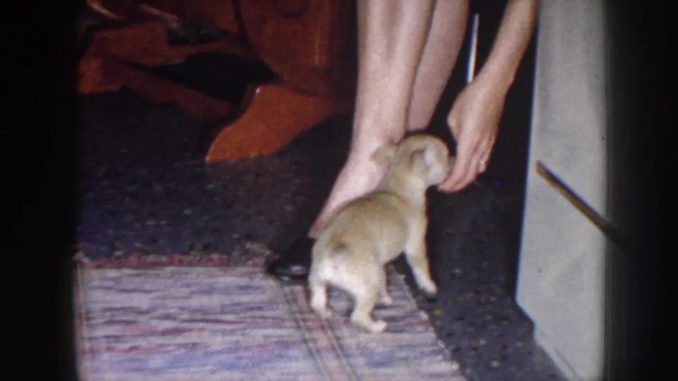 1958 Nebraska domestic home-movie frame showing a small light-colored puppy beside bare feet on a patterned rug indoors.