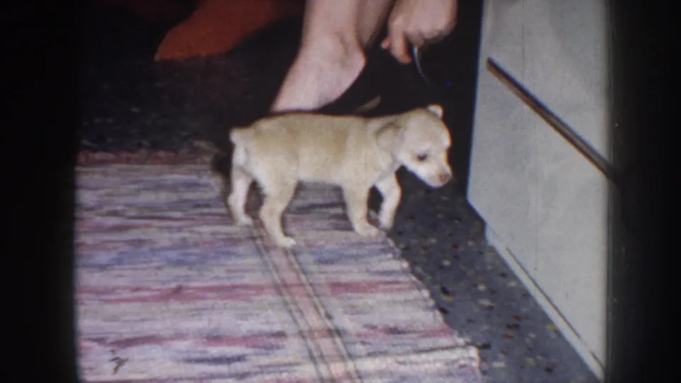 1958 Nebraska home-movie frame of a light-colored puppy walking on a patterned rug near a doorway and bare feet.