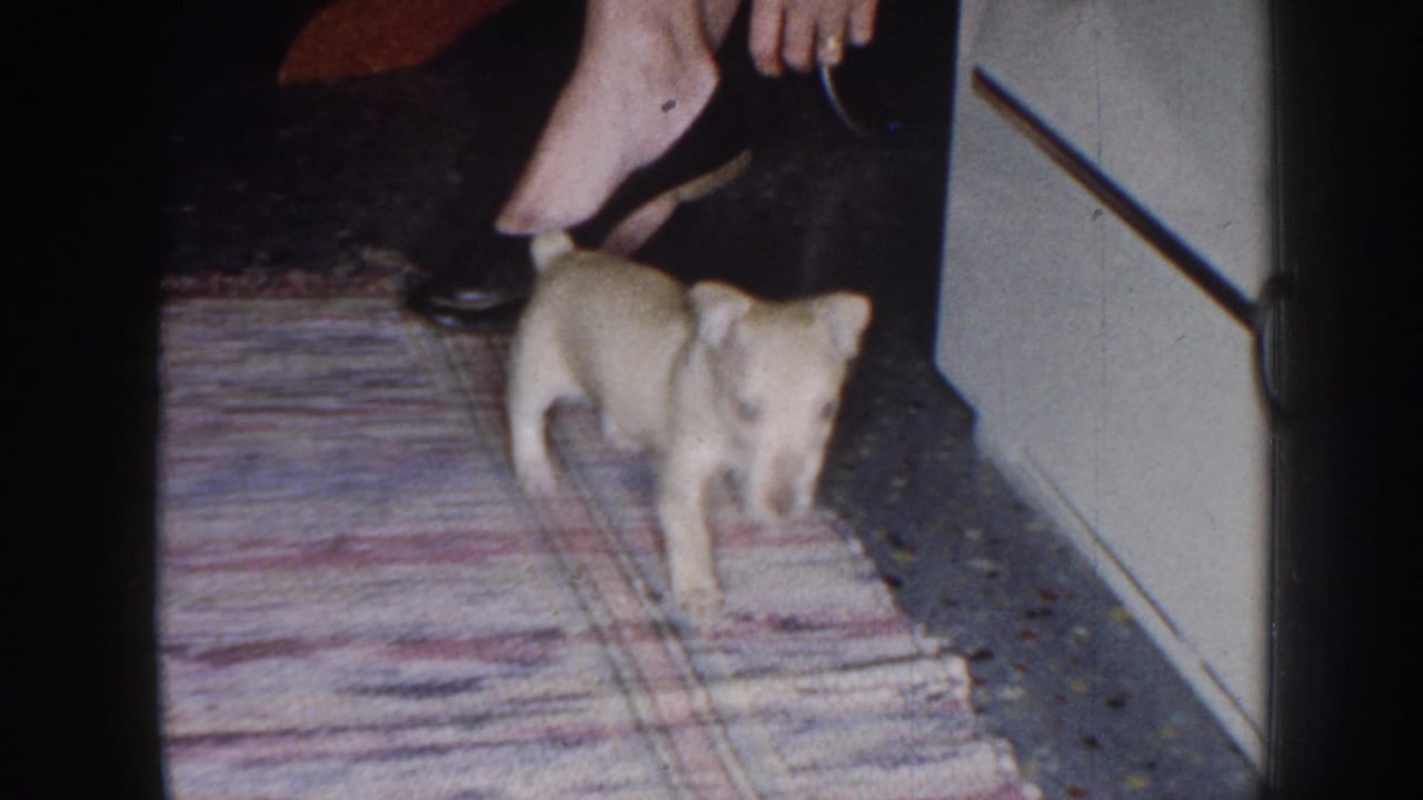 Small cream puppy walking across a patterned rug near a seated woman's feet.