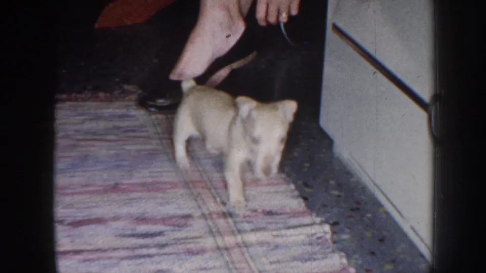 In a 1958 Nebraska home interior, a cream-colored puppy moves across a patterned rug beside a seated woman in black heels.