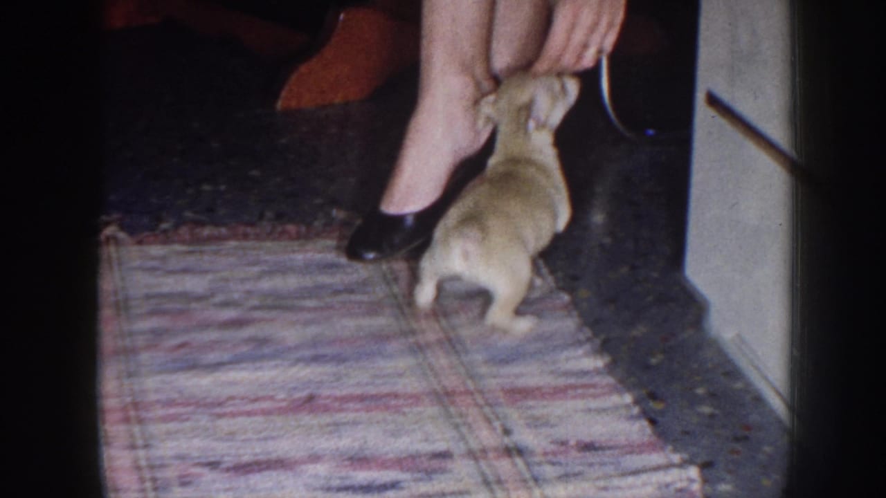 Woman reaches toward a small puppy standing near her feet and the edge of a rug.