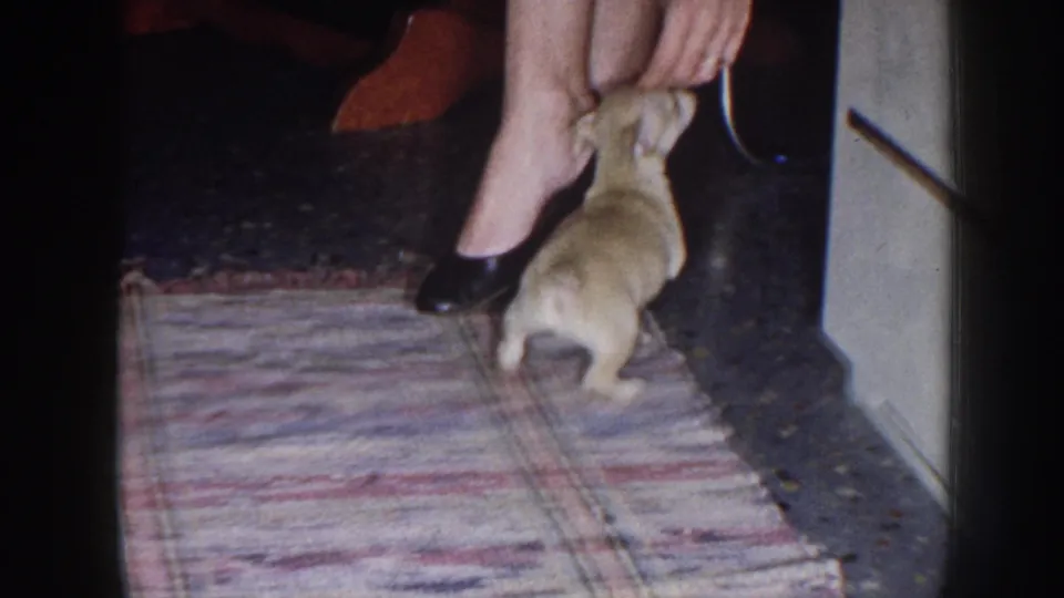 The puppy stands near the rug edge while the seated woman bends down and reaches toward it inside the Nebraska home.