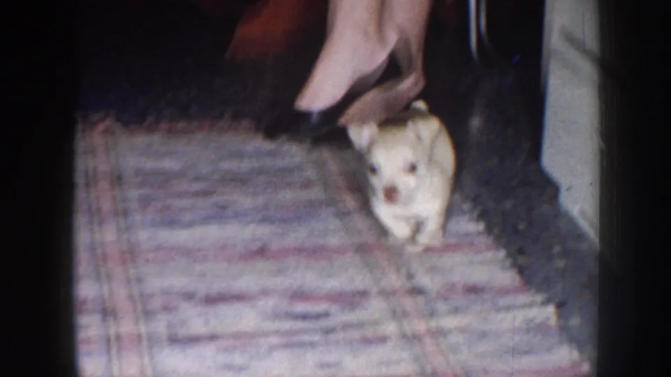 The cream-colored puppy turns toward the camera near the rug, with the seated woman's black heels visible behind it.